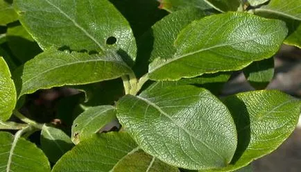 Kecske fűz fotó, ültetés, metszés és gondozás, a fajtaleírási