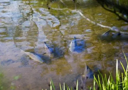 Keresünk ponty alapján nyilvánvaló jellemzői a tározó, a mester-Fisher