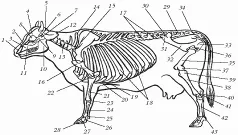 Szerkezetének tanulmányozására a csontváz szarvasmarha