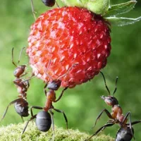 Hogyan lehet megszabadulni a hangyák a kert területén - tesztelt népi jogorvoslati