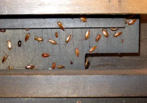 Как да се отървете от хлебарки в кухнята, хлебарки в микровълновата