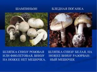 Ce periculoase ciuperci gemeni în ciuperci albe și champignon