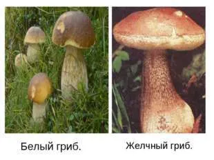 Ce periculoase ciuperci gemeni în ciuperci albe și champignon