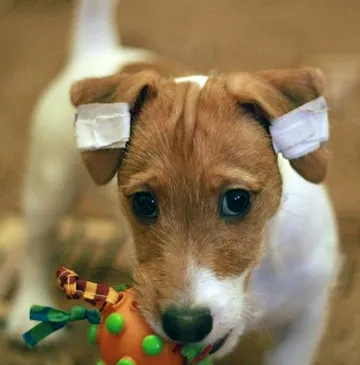 Hogyan ragasztó a füle Dzhek Rassel terrier