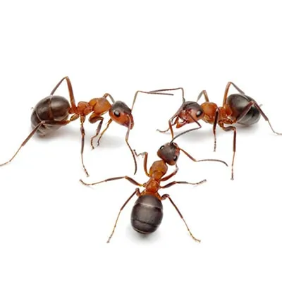 Hogyan lehet megszabadulni a hangyák a házban tippek Bizonyított