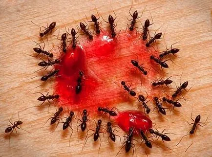 Как да се отървем от мравки в Съвети на жилищата Доказан