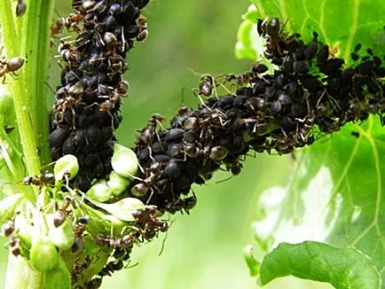 Hogyan lehet megszabadulni a hangyák a kert területén - tesztelt népi jogorvoslati