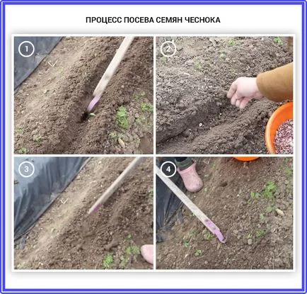 Cum și când să planteze în mod corespunzător usturoi în toamna, înainte de iarnă sau de primăvară