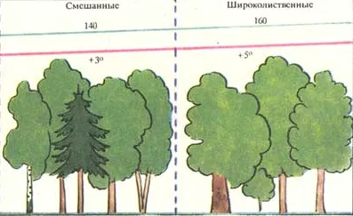 Cum de a desena o pădure mixtă și pădurilor de foioase