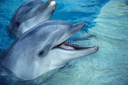 Cum să atragă un delfin în etape cu fotografii