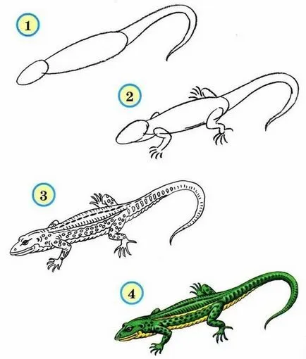 Cum de a desena un creioane Salamander, pictează etape