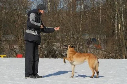 Как да се научи кучето да се направи 