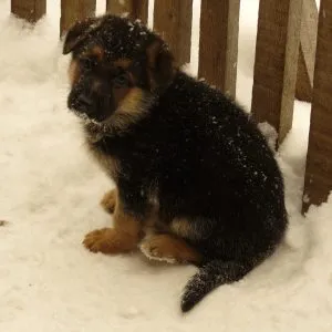 Hogyan elválaszt egy kiskutya chihuahua harapós kiskutyám