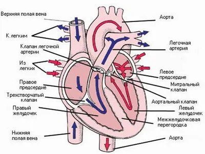 Mi a szerkezet az emberi szív