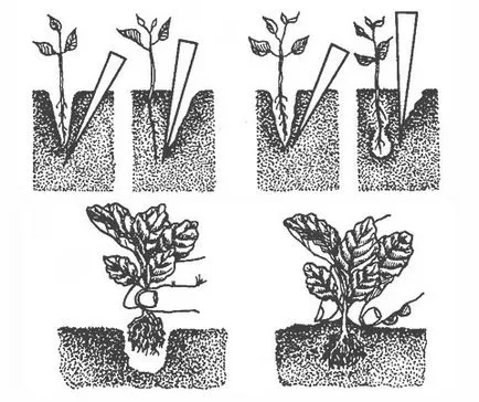 Как да се сеят петуния разсад - подготовка на семената и правилата за отглеждане