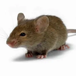 Cum de a prinde un mouse viu, fără o capcană mouse-ul