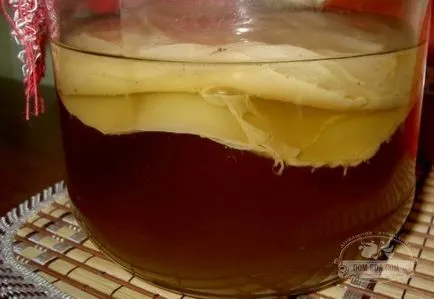 Cum să se pregătească Kombucha la cultivarea acasă și de îngrijire