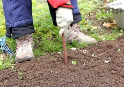 Cum de a planta usturoi în toamna si primavara sfaturi de horticultori