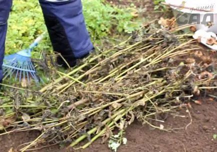 Cum de a planta usturoi în toamna si primavara sfaturi de horticultori