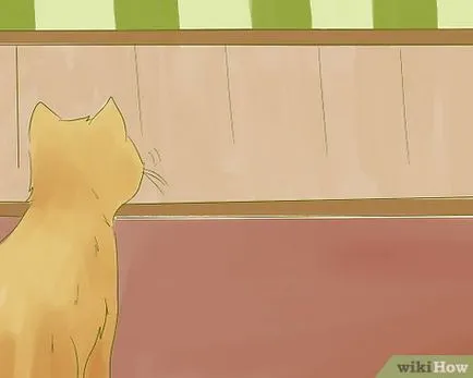Cum de a introduce catelul tau pentru cei vii ai o pisică