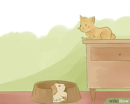 Hogyan kell bevezetni a kiskutyát, hogy az élő van egy macska
