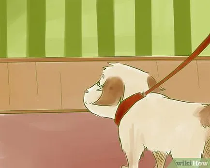 Как да се въведе кученцето си ни живите имате котка