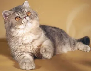 Exotic shorthair, preturi, fotografii, pepiniere, pisici exotice, culori, tricotat, îngrijire,