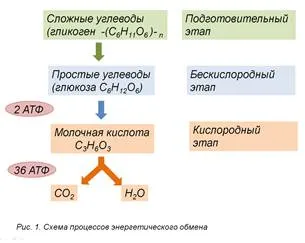 Енергийна метаболизъм в клетката