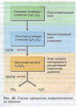 metabolismul energetic