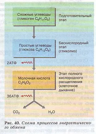 energia metabolizmus