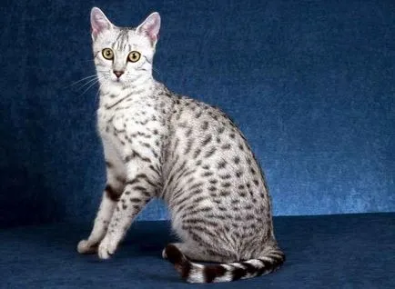Egyiptomi - fotók macska természete a fajta, leírás, videó