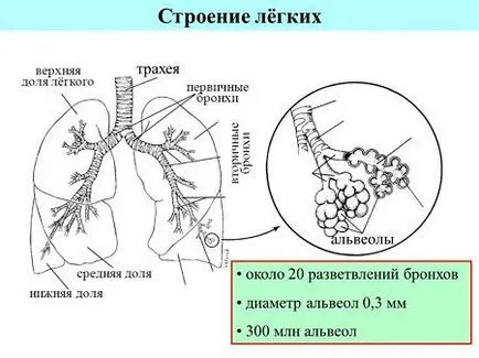 Обратимите бронхит видове и по-специално методи за лечение,