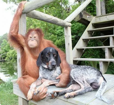 Jelica kutya és orángután