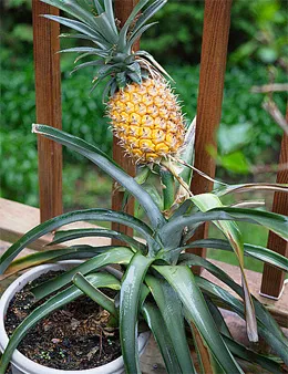 Hogyan növekszik ananász - szobanövények