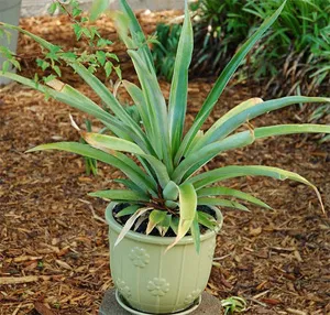 Cum să crească ananas - plante de apartament