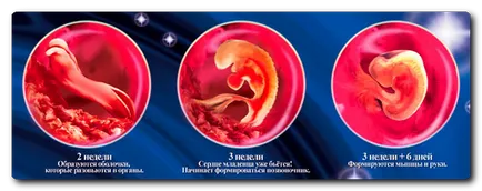 Mivel az embrió fejlődik ugrásszerűen adatai (videó)