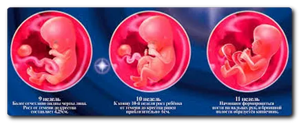 Pe masura ce embrionul se dezvolta prin salturi detalii (video)