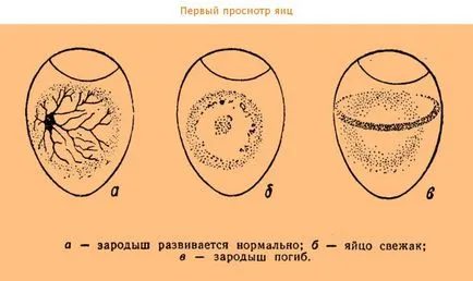 Как да проверите дали едно яйце zarodok раздел в инкубатора и по време на отстраняването