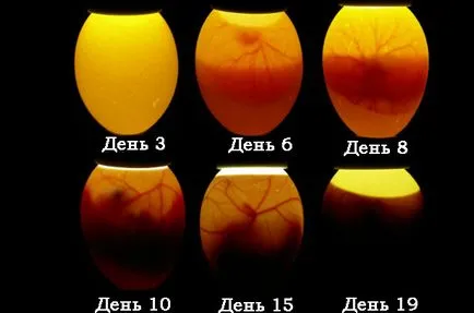 Как да проверите дали едно яйце zarodok раздел в инкубатора и по време на отстраняването