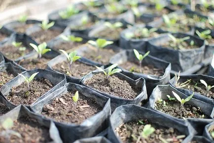 Cum de a planta vinete în răsadurile deschise la sol preparare paturi, plantare date, fertilizare