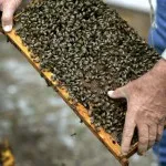 Как да си направим звуците на пчелите, пчелин