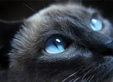 Hogyan működik a macska szeme gyermek enciklopédia