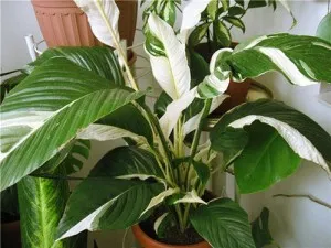 Hogyan törődik Spathiphyllum otthon