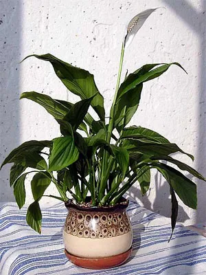 Hogyan törődik Spathiphyllum otthon