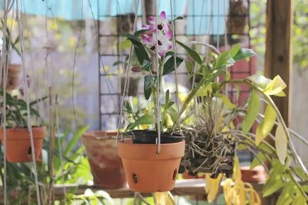 Hogyan törődik orchidea ház nőnek házsártos virág megfelelő