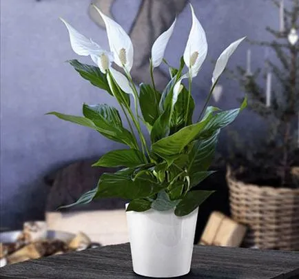 Cum să aibă grijă de Spathiphyllum la domiciliu