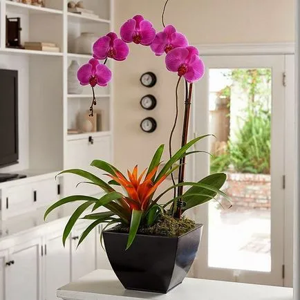 Как да се грижим за орхидея къща расте ексцентричен цвете правилно