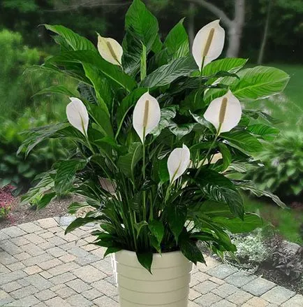 Hogyan törődik Spathiphyllum otthon