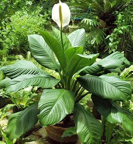 Hogyan törődik Spathiphyllum otthon