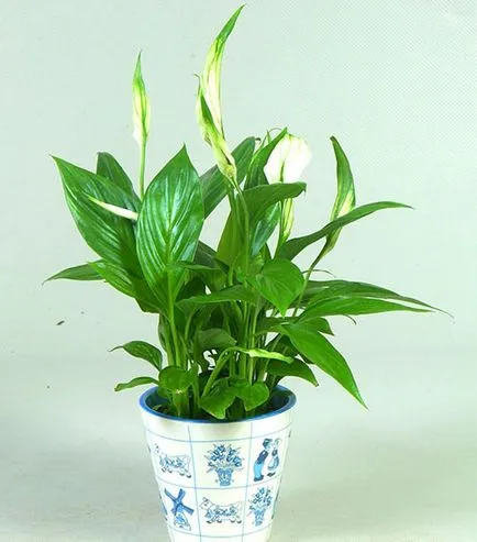 Cum să aibă grijă de Spathiphyllum la domiciliu